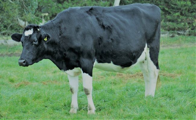 Six Characteristics That Make Holstein Friesian Cattle Profitable To Rear Justagric