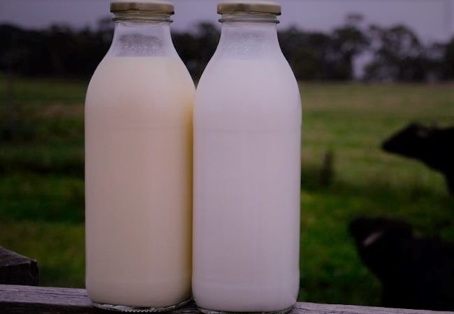 Cow Milk Vs Buffalo Milk Differences Quality Identification Tips Justagric Cow milk and buffalo milk are often compared with each other because they are not almost different. cow milk vs buffalo milk differences