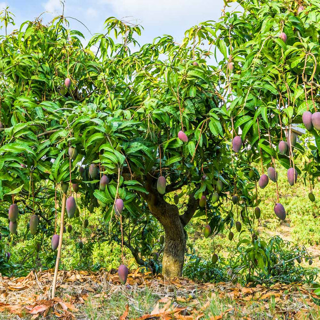 The Mango tree, which is a tropical evergreen tree